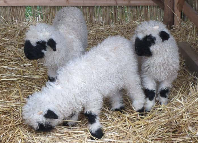 瓦萊州黑鼻羊（valais blacknose sheep）