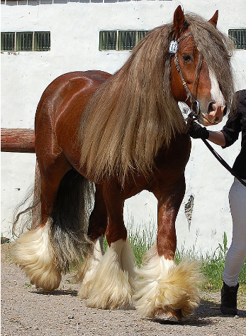 吉普賽范納馬（Gypsy Vanner Horse）