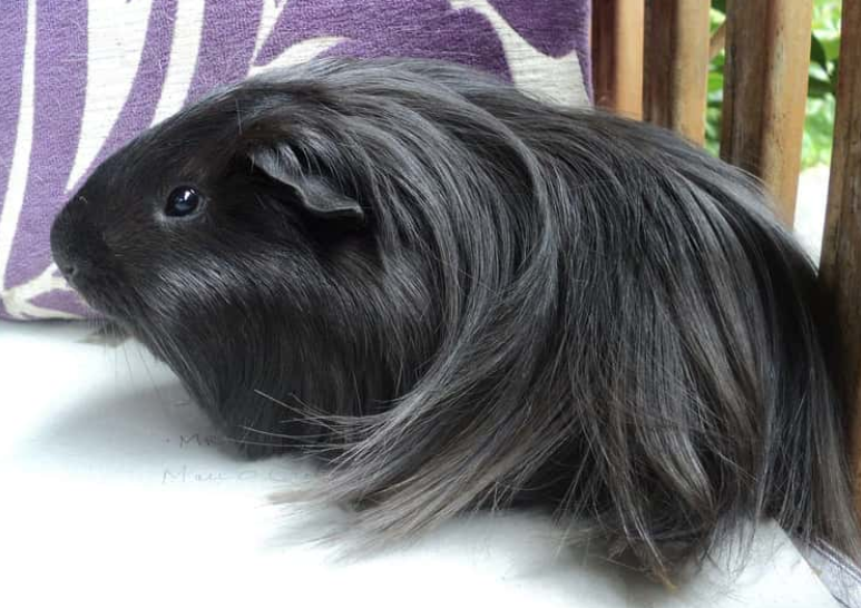 長毛天竺鼠（Long Haired Guinea Pig）