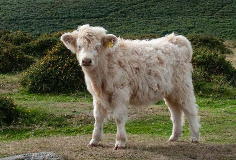 高地牛（Highland cattle）