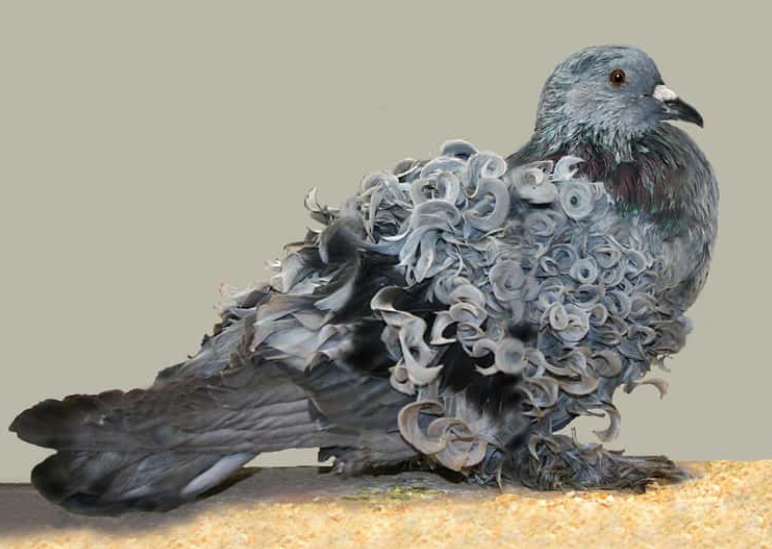 芙蓉鴿（Frillback Pigeon）